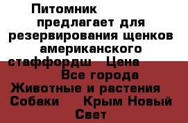 Питомник KURAT GRAD предлагает для резервирования щенков американского стаффордш › Цена ­ 25 000 - Все города Животные и растения » Собаки   . Крым,Новый Свет